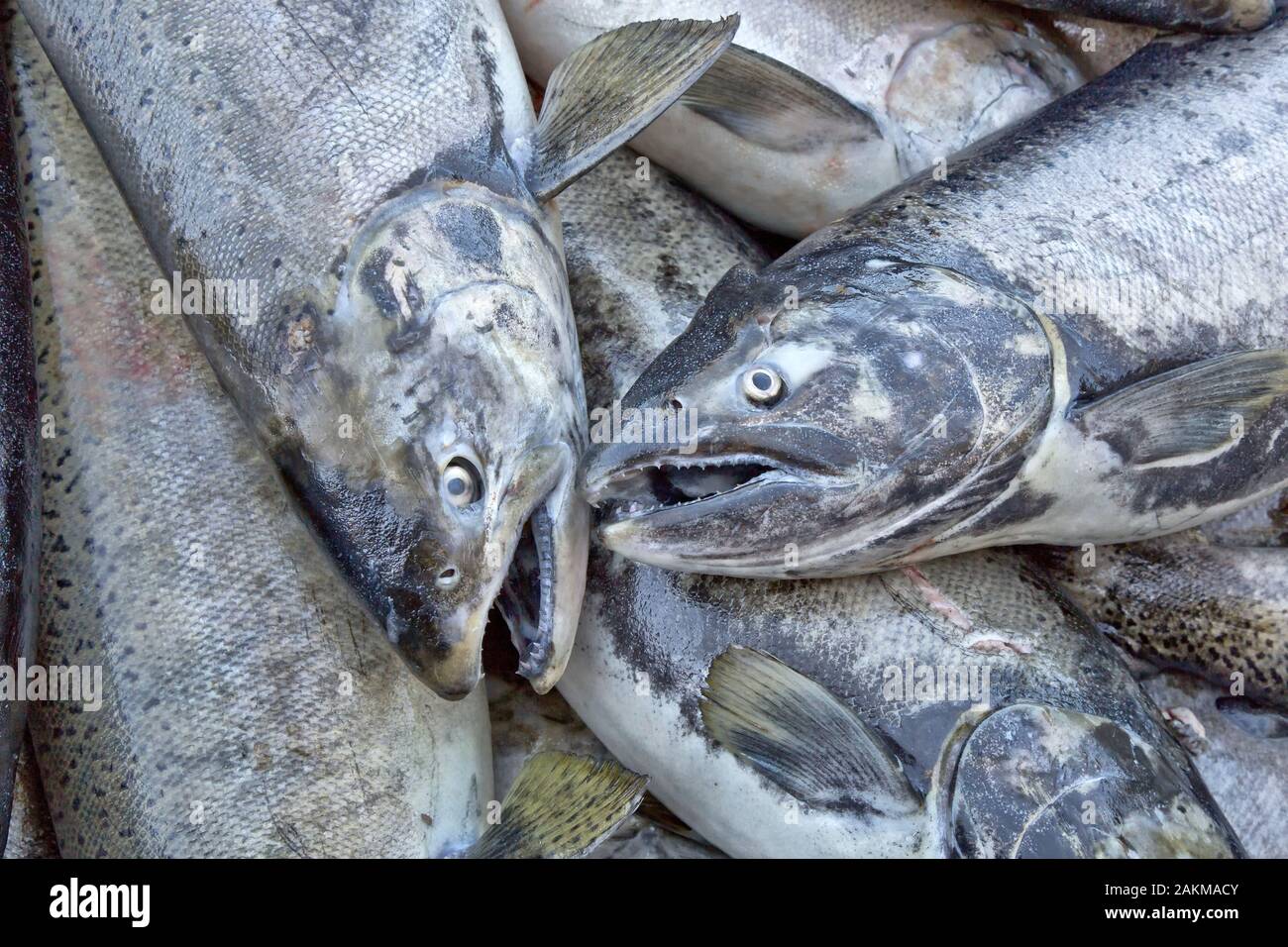 Raccolte di Salmone Chinook (uovo raccolto), Oncorthynchus tshawytscha, Mokelumne River Fish Hatchery, California. Foto Stock