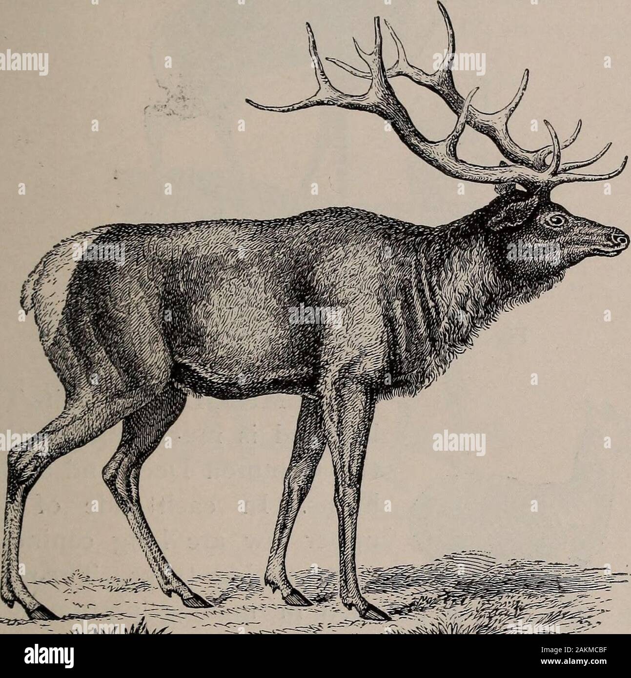 Storia naturale di animali; . Fig- 59- - American renne, o caribù. e  continua a sussistere sulla tariffa più grossolane, mangiando la gara  por-zioni di arbusti in estate e in inverno la
