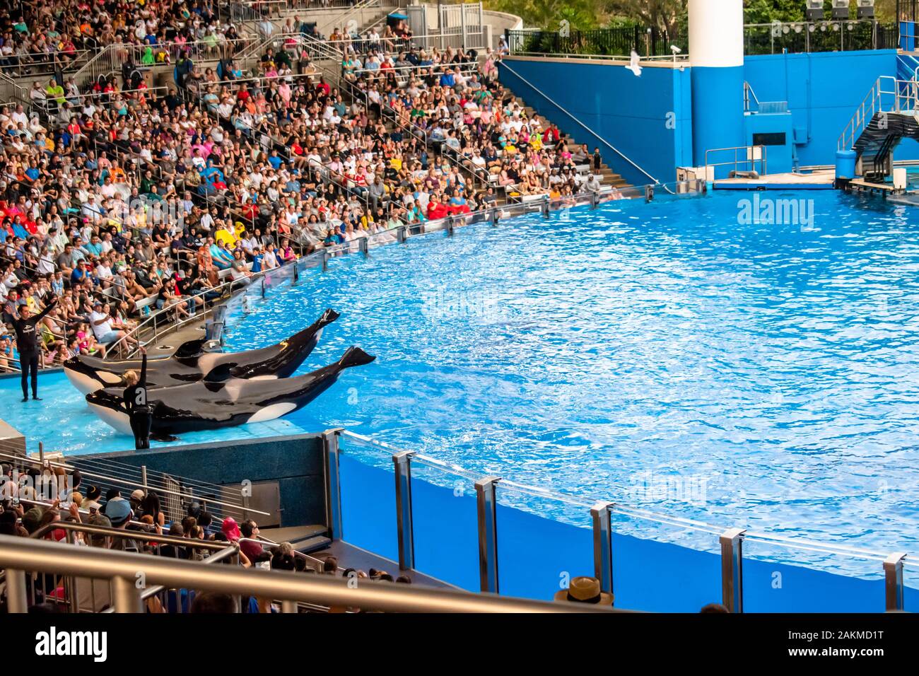 Orlando, Florida. Dicembre 30, 2019. Balena killer in posa di Orca incontro spettacolo al Seaworld Foto Stock