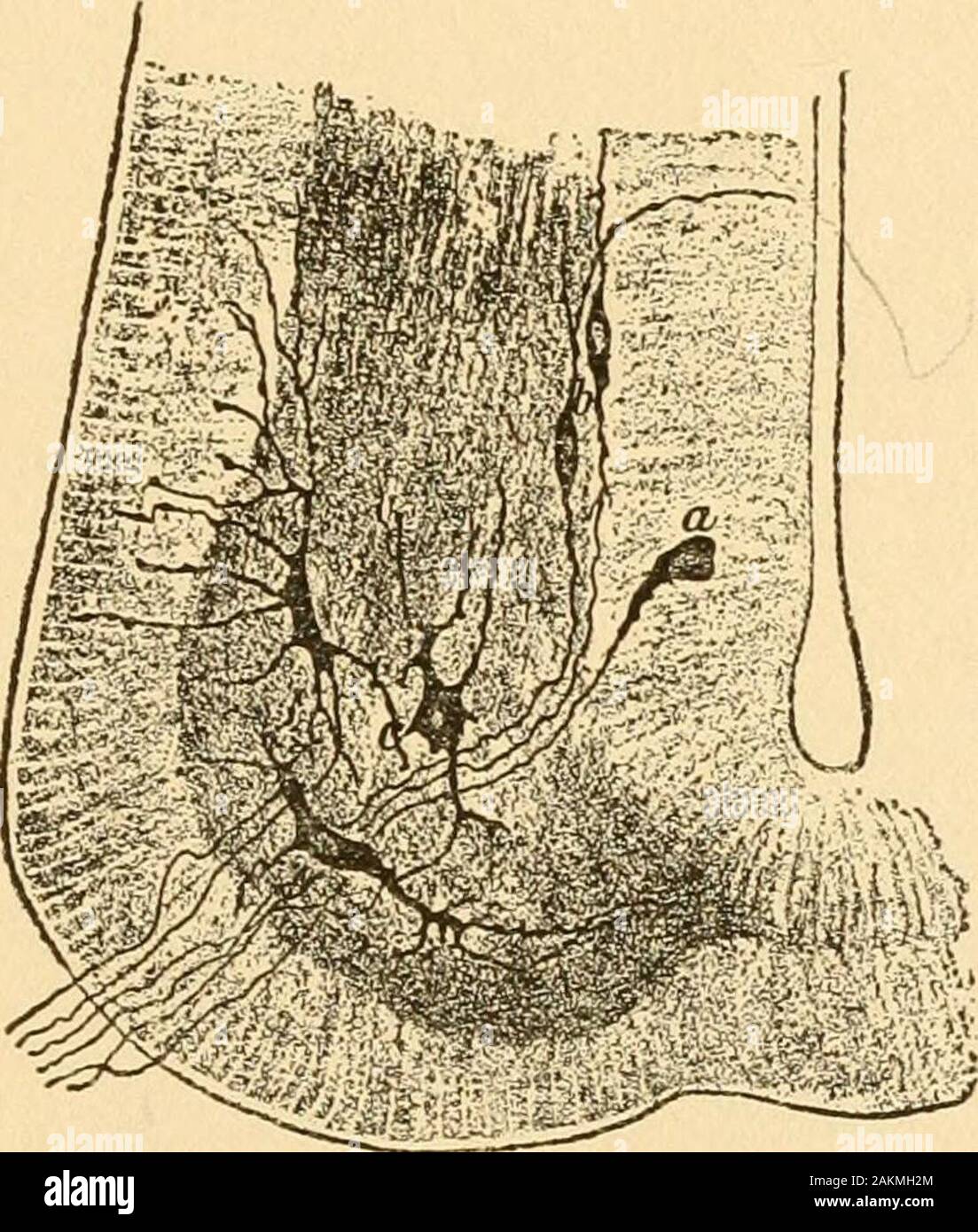 Psicologia educativa . Fig. 20.. Fig. 31. Fig. 20. Neuroni immaturi in una sezione di metà del midollo spinale di un chickat il terzo giorno di incubazione. Dopo Van Gehuchten [00, vol I, p. 2B2],dopo Ramon y Cajal. Ihe neuroni mostrato qui crescerà ad un complexityequal a quelli mostrati nelle Figg. 4 e 5. Le estremità dei cinque neuronesshown sotto s. che corrono verso il centro del diagramma crescerà in posizionedi il midollo spinale a formare lunghe axones con molti collaterals ciascuna diramazione duranteil elaborata arborization terminale in prossimità di alcune ormotor associativa neinone; le altre estremità di ts Foto Stock