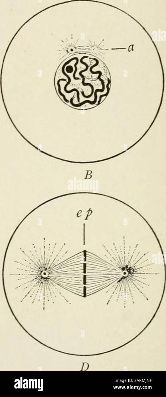 Generale e patologia dentale con particolare riferimento ad eziologia e anatomia patologica; un trattato per studenti e professionisti del settore . Fig. 2.-schemi di successive fasi di mitosi. A. cellula di appoggio, con nucleo reticolare e vero nucleolus; c, sfera di attrazione withtwo eentrosomes. B. prophase precoce. La formazione di cromatina filo continuo-l'spireme; nucleolusstill presente; una, amphiaster; due eentrosomes collegati da fibrille di achromaticspindle. C. In seguito prophase. La segmentazione di spireme per formare cromosomi; achromaticspindle eentrosomes collegamento; raggi polare; mantello fibre; fading di Foto Stock