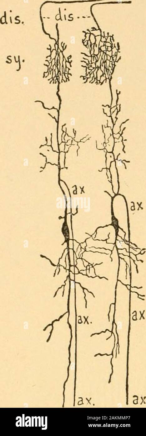 Psicologia educativa . Fig. 9. Fig. 8. L'estremità di scarico di un motore neurone sul gastrocnemio muscleof la rana. Dopo Barker, dopo SchiefEerdecker, dopo W. Kuhne. Fig. L'estremità di scarico di neuroni in muscoli striato di bianco ratAfter Van Gehuchten [oo, vol I, p. 205]. 2l6 la natura originale dell'uomo. ax. 1 ] av. ax. Fig. 10. Foto Stock