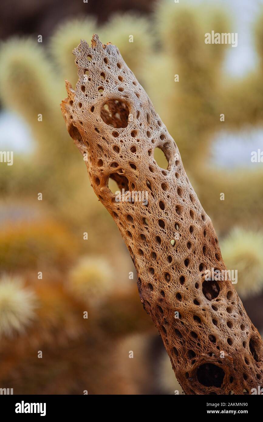 Dead Cholla Cactus stelo Foto Stock