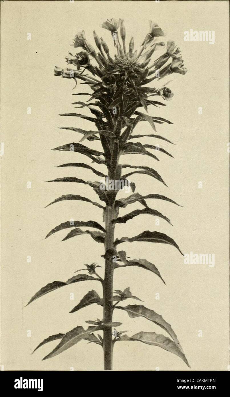 Pianta-allevamento; commenti sugli esperimenti di Nilsson e Burbank . loro macchia nativa egli avrebbe a thevery alla fine del loro regno. Concessione che non possiamo recognizethis originale centro di dispersione, possiamo rivolgerci a un discussionof la grande maggioranza dei locahties osservati. Alcuni plantsare evidentemente meglio equipaggiato per alcune stazioni, mentre othersprefer di vita differenti condizioni di a. Il grande gruppo di primule theevening possono permettersi le istanze. In Californiaonly uno a fiore grande specie è incontrato in wildstate. È il CEnothera Hookeri che si verifica su wasteplaces lungo strade e ferrovie, un Foto Stock