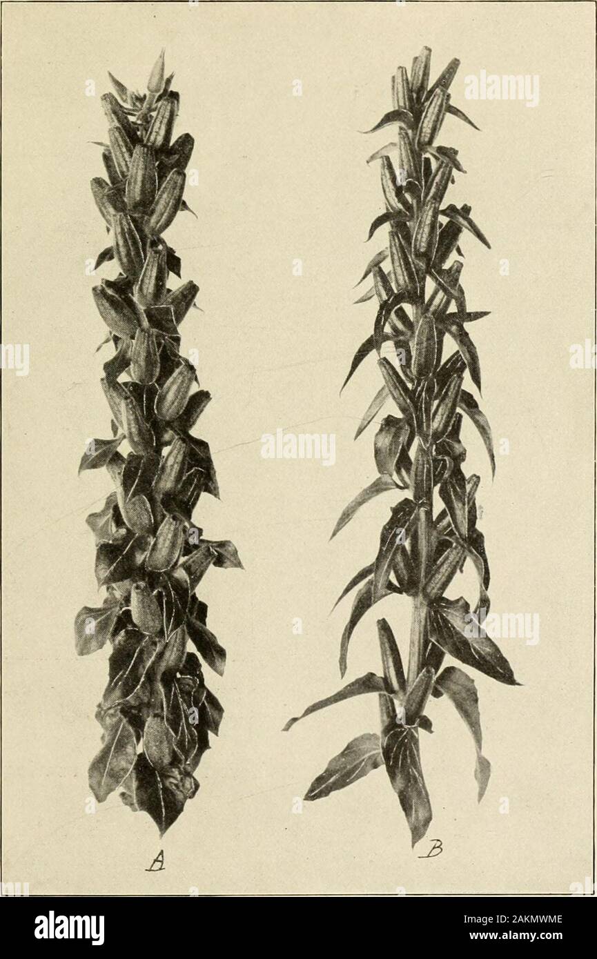 Pianta-allevamento; commenti sugli esperimenti di Nilsson e Burbank . cognizable nella loro gioventù da loro a foglie strette. Thealbida è biancastra e molto deHcate e ha la sua pecuhar shapeof picchi e fiori. La mietitrebbie kcvifolia smoothleaves con una propensione per ridurre i petali sul weacurbranches ad una forma ovale. Ma il più interessante instanceand quello che quasi esattamente corrisponde alla corrèze-lazione tra botaniche e praticamente charactersof preziose le colture agricole è quella del CEnothera gigas. Itsbotanical segni sono la densa f oh età, i grandi fiori, theswo Foto Stock