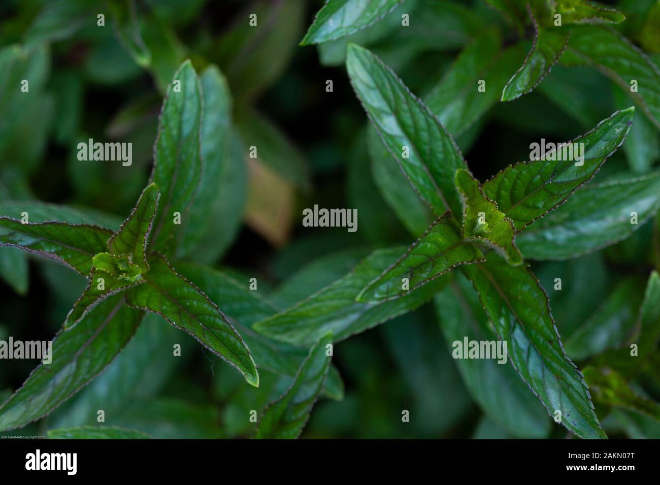Un cioccolato menta pianta può essere utilizzato come alimento guarnire o come un anti-infiammatorio quando prodotta come tè alle erbe. Foto Stock