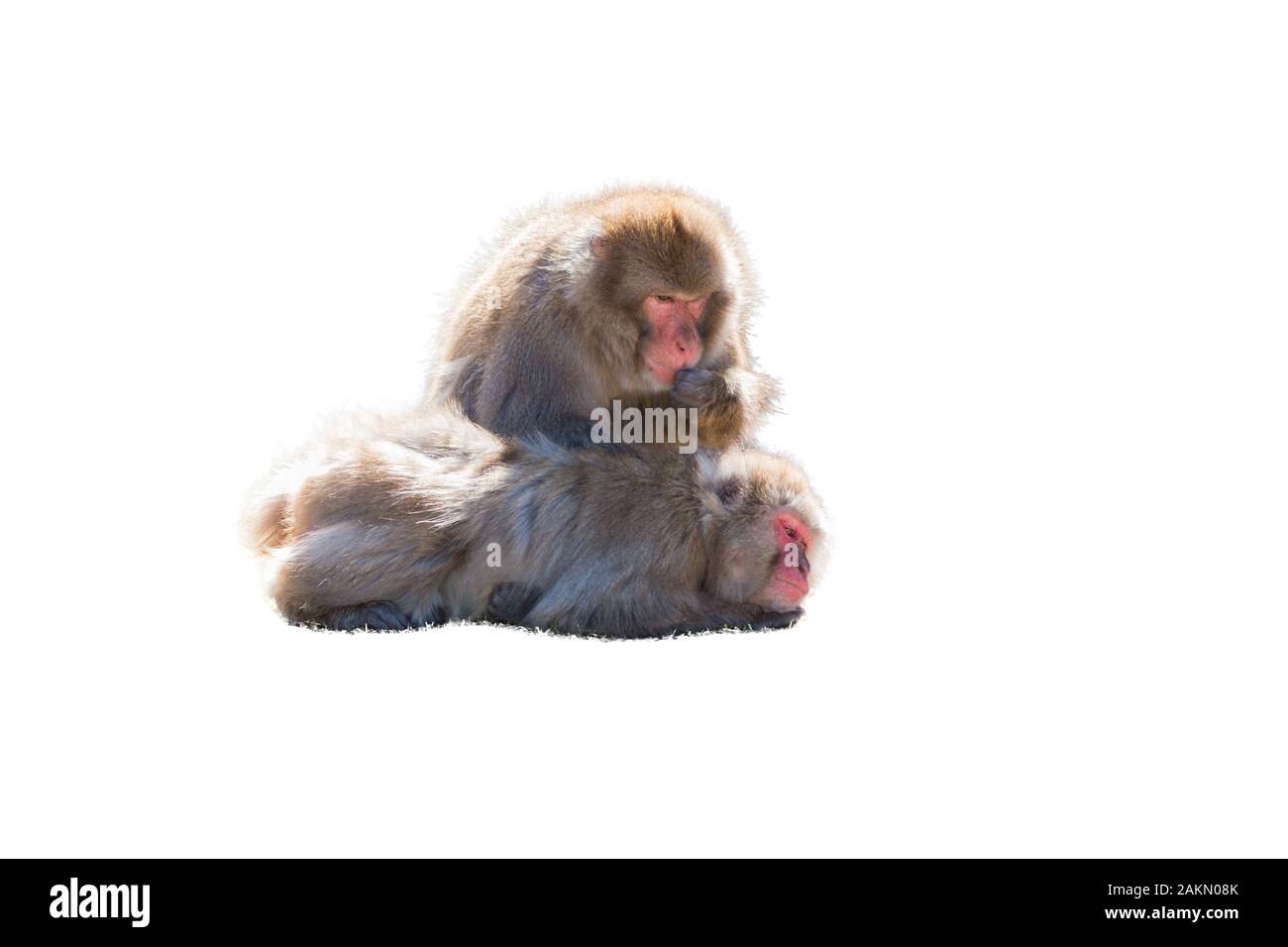 Macaca fuscata o giapponesi macaque isolati su sfondo bianco. Foto Stock