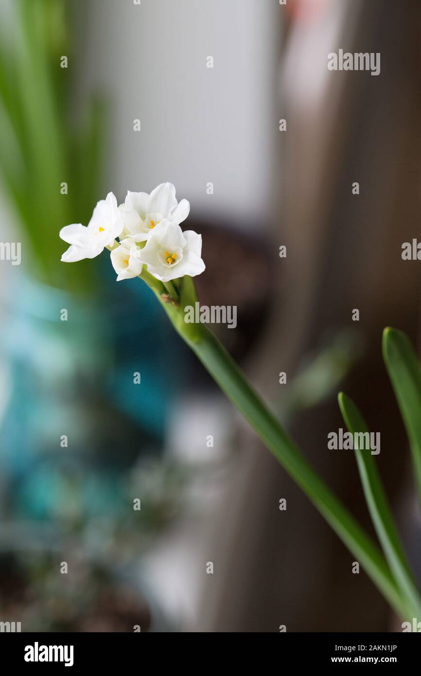 Narcissus papyraceus - paperwhites fiori. Foto Stock