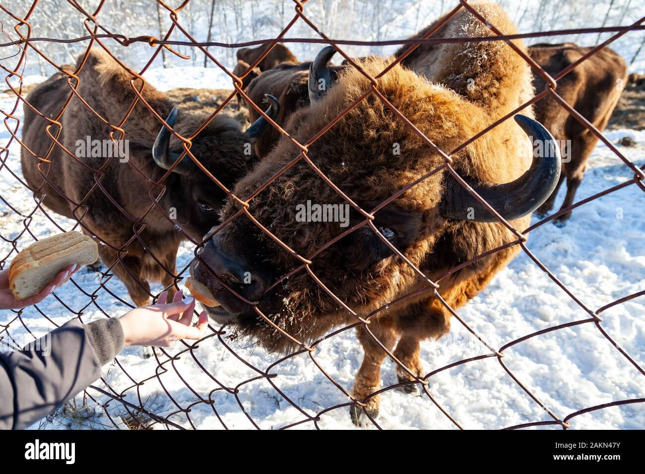 Un close-up sulle ganasce di un animale bull a Wall Street, una vacca, bison bloccato attraverso la rete di una mano-alimentato recinto. Agricoltura e allevamento. Foto Stock