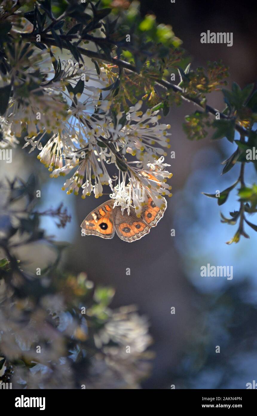 Back lit Prato Argus butterfly, Junonia villida, famiglia Nymphalidae, alimentando il Western Australian native Grevillea fiori vestita, famiglia Proteacea Foto Stock