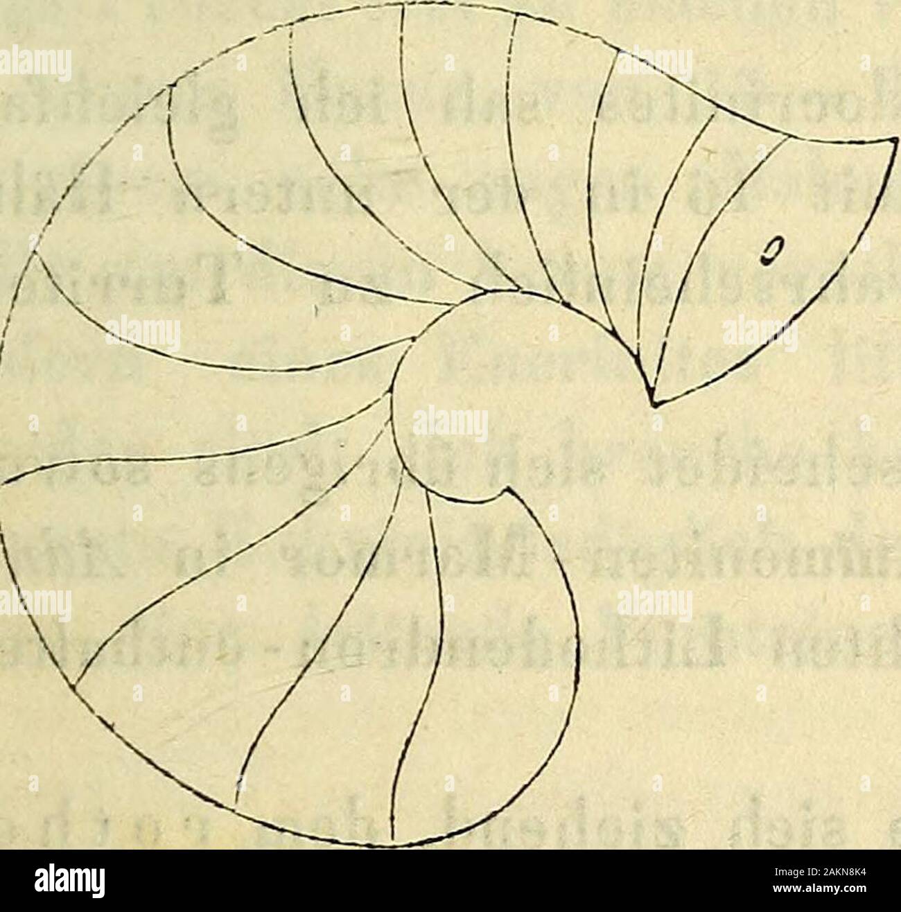 Neues Jahrbuch für Mineralogie, Geognosie, geologiche, und Petrefakten-Kunde . Amm. Me tte r nie h ii; ein vollständig etwasmehr erhaltener rechts, und in der absteigenden dia-gonale ein paar andere links. Dann finden sich AmmonitesG un y t a n i (s u b u m b i 1 i c a t u s), A. t o r n a t u s, A. g a 1 e a t u s,A. neojurensis und Überreste von einigen Nautilus-Arten.Der eine sieht mehr einem unvollkommenen Scaphites ähnlichund ist un seinem einen Ende Trompeten-artig eingeschnürt, eben così ein Orthoceras al-veolare. An der untern linkenSeite, wo sich überhaupt diemeisten Versteinerungen zu-samm Foto Stock