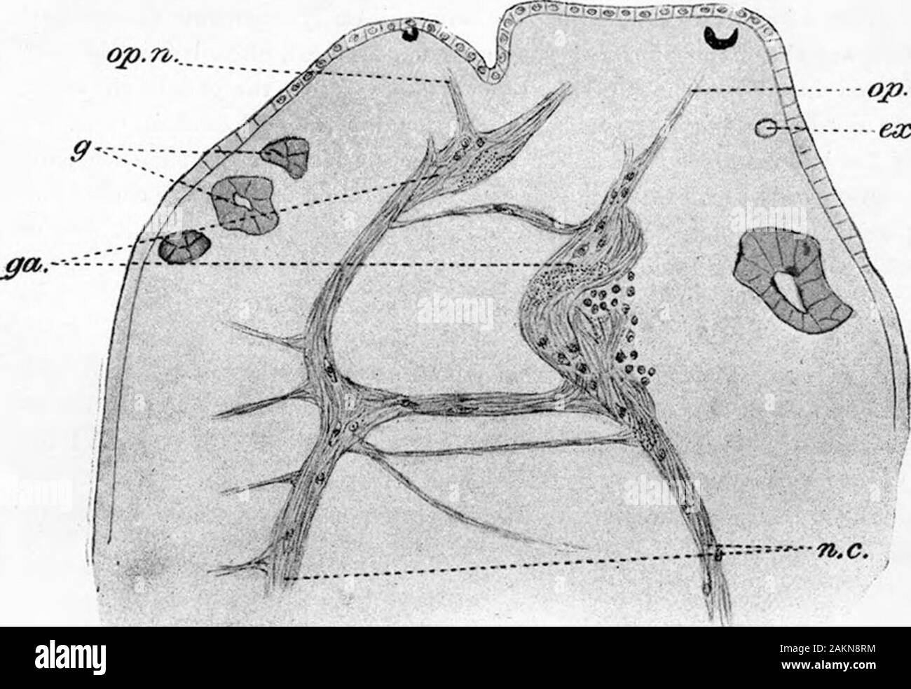 L'influenza della posizione del taglio in rigenerazione in Gunda Ulvae . ... Qp.n. ga ® Fjg. V. orizzontali a sezione longitudinale attraverso la completa testa rigenerata, 41 giorni(testo-fig. Ill, 3). GA., ganglio ; n.c., cavo del nervo ; op.n., del nervo ottico. Fig. VI.-Sezione attraverso Incompletefig. IIT, 4). ex.c, excretory canaloptic nervo. Testa con due occhi, 62 giorni (testo-, ganglio ; g., gut; n.c, cavo del nervo ; op.n.y Foto Stock