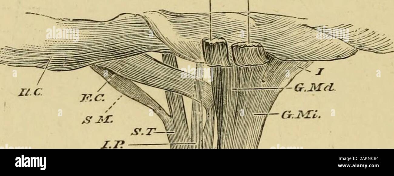 La rana comune . ; Z, gluteusprimus; Z?^, glutei secundus ; D3, glutei tertius ; EL, estensore longus digi-torum ; F^ e 7^3, rectus femoris : CE, femoro-caudale; ED^, longus flessore digi-torum ; ED, flessore digitorum tertius ; G, gracilis ; GE, dal gastrocnemio externus ;//. ilio-peroneo ; E, peroneus ; 6, adduttore tibiale; S.MI/, semi-niembranosus ;I^E, vastus externus; JC, gluteo ;  ;, tendine del femoro-caudale. manovra registrato è senza dubbio una costante abitudine delcarrello animale. no la Rana comune. [Cap. Senza dubbio anche il molto singolari azioni eseguiti mediante il maschio di Pipa e Obstetidcans ar Foto Stock