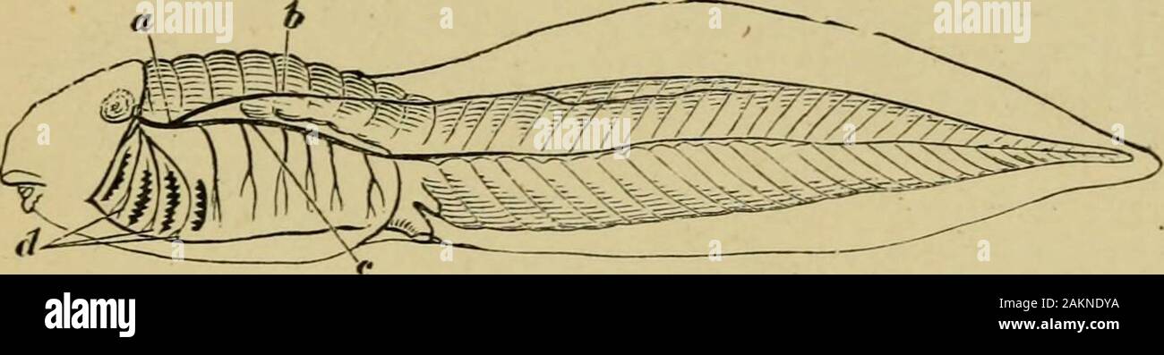 La rana comune . ts tendine più profonda (3), whichpasses entro il rectus tranne che verso il pube ; 4, transversalis ; 5, il suo fascin ;6, la guaina del rectus-vicino al pube, il congiungersi aponeuroses dell'ab-dominal muscoli passano nella parte anteriore del muscolo che : 7, pyramidalis; 8, rectus di latosinistro, mostrando il tendinea intervalli, o lineo tratisverscE. In la rana ci incontriamo anche con la vasta fogli ofmuscle con oppostamente diretta fibre (l'externaland obliqua interna; e con un valore mediano antero-posteriorily diretto rectus muscolo. Una molto diversa condizione esiste in Pesci, wherethere è infatti Foto Stock