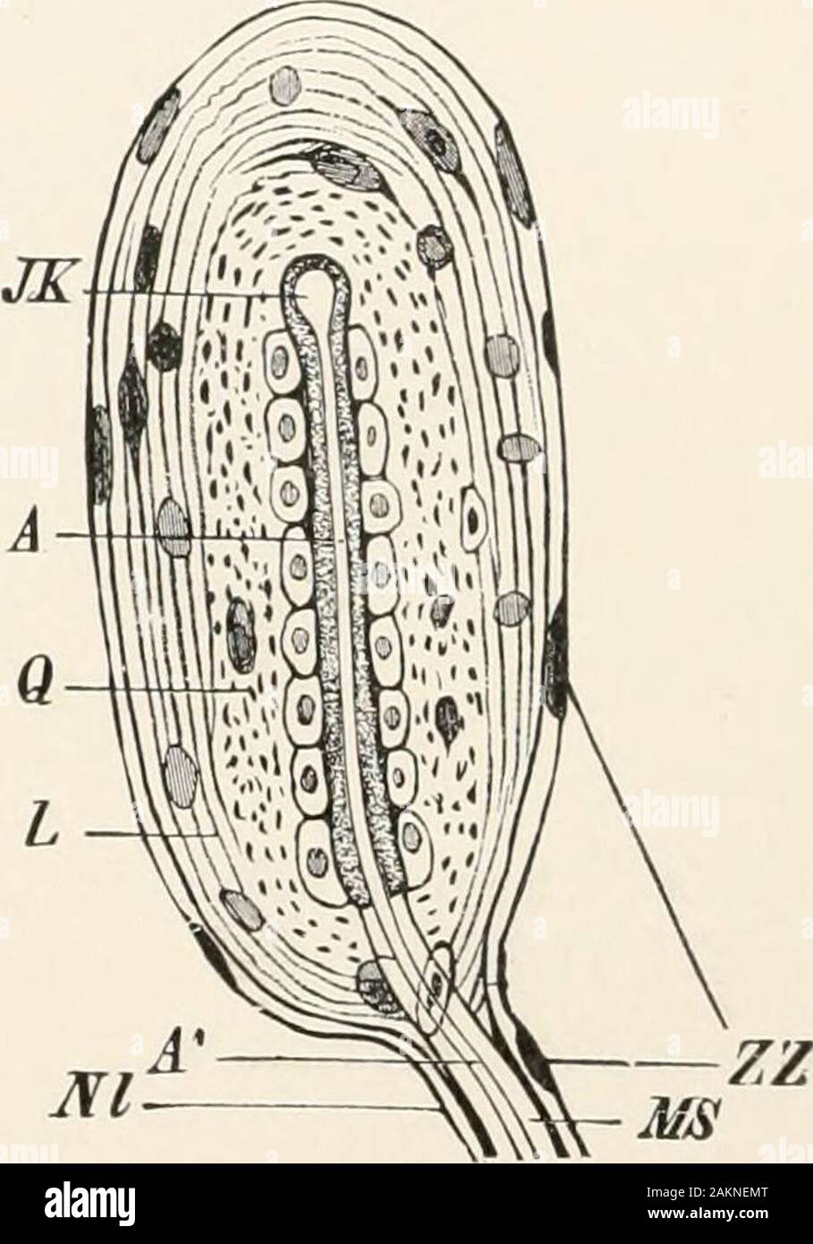 Principi generali di zoologia . FIG. 74. FIG. 7S. FlG. 74.-la pelle di un insetto con un normale capelli (h) ed una sensazione tattile capelli (/); ", nervo; f, sen-cella sory ; e, epitelio; c, cuticola. (Dopo v. Rath.) FlG. 75.-corpuscoli tattili dalla distinta di un anatra. (Da Wiedersheim). Un nervo,-fiberwith bulbo terminale (JK) ; Q, interno, L coprendo le lamelle ; ZZ, nucleo di quest'ultima ; A1,asse cilindro; MS, guaina midollare ; AY, nervo-guaina. Oggetto speciale. Offerte di cellule epiteliali servono per toccare;queste sono provviste di peli rigidi sporgenti al di sopra del sur-faccia, la sensazione tattile di setole o peli tattili (Fig Foto Stock