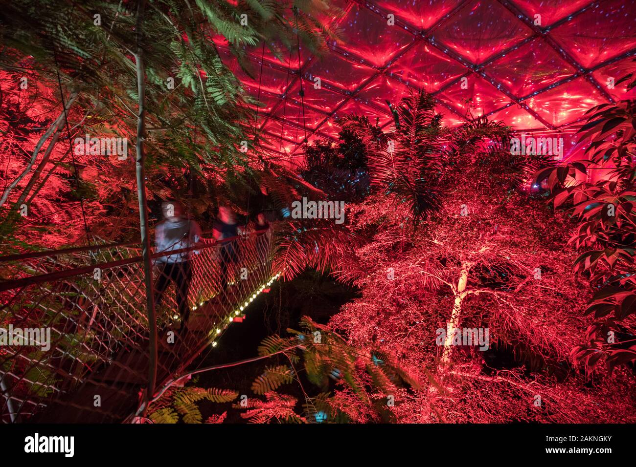Leipzig, Germania. 9 Gen, 2020. Numerose luci colorate illumina la sala tropicale 'Gondwanaland' in Zoo di Lipsia. Dal 10 gennaio, i visitatori possono fare una passeggiata a piedi lungo un sentiero di luce attraverso lo zoo durante il 'Magical Tropical illuminazione' festival in Gondwanaland. La luce mostra simula il gioco di colori di un giorno tropicale, compreso un cielo stellato con stella di segni. Fino al 9 febbraio è possibile sperimentare la festa delle luci al tropical 26 gradi ogni venerdì a domenica. Credito: Jan Woitas/dpa-Zentralbild/dpa/Alamy Live News Foto Stock