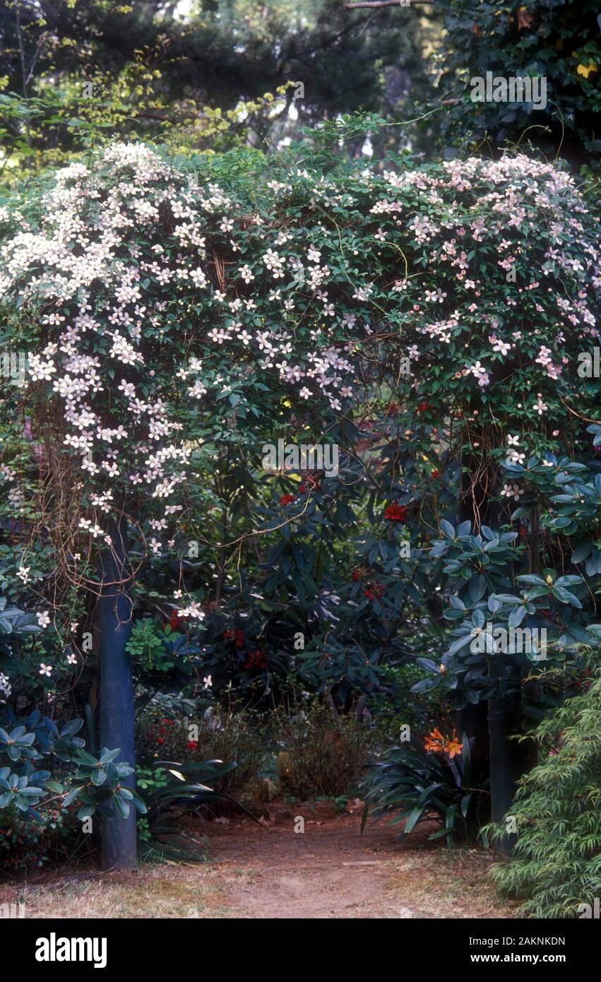 PERGOLA IN LEGNO GIARDINO SU SENTIERO COPERTO DI ROSA PALLIDO ARRAMPICATA CLEMATIS. Foto Stock