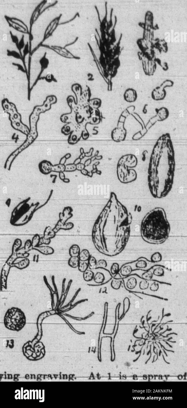 Boone County Recorder . di sweetcream; nel frattempo mettere i bianchi offour uova in una grande ciotola con twoounces di zucchero polverizzato e anyflavor preferito; quando la crema viene hotstir in uova senza battere ONU-til la sngar viene disciolto e quindi bakethe creme in tazze impostato in una pentola di wa-ter in un forno moderato. Un foglio di carta thickbrown devono essere posati su thetops delle tazze di mantenere la superficie della creme bianco; essi possono essere nsedeither a caldo o a freddo in coppe in cuisono vengono cotte al forno - Springfield Repub-lican. •Tahla nelholiifv ilt la Unlleil PUalc*dipartimento nf aa-nciiliiire. da Foto Stock