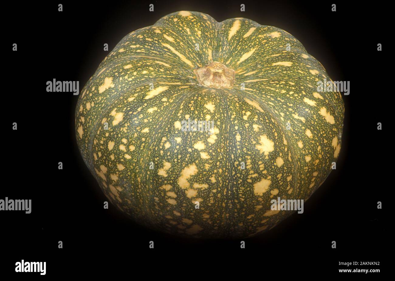 LA ZUCCA "KEN'S SPECIAL HYBRID", CHIAMATA ANCHE "JAP" O DELICA, È UNA PICCOLA ZUCCA CON PELLE VERDE E GIALLA MACCHIATA SU SFONDO NERO. Foto Stock