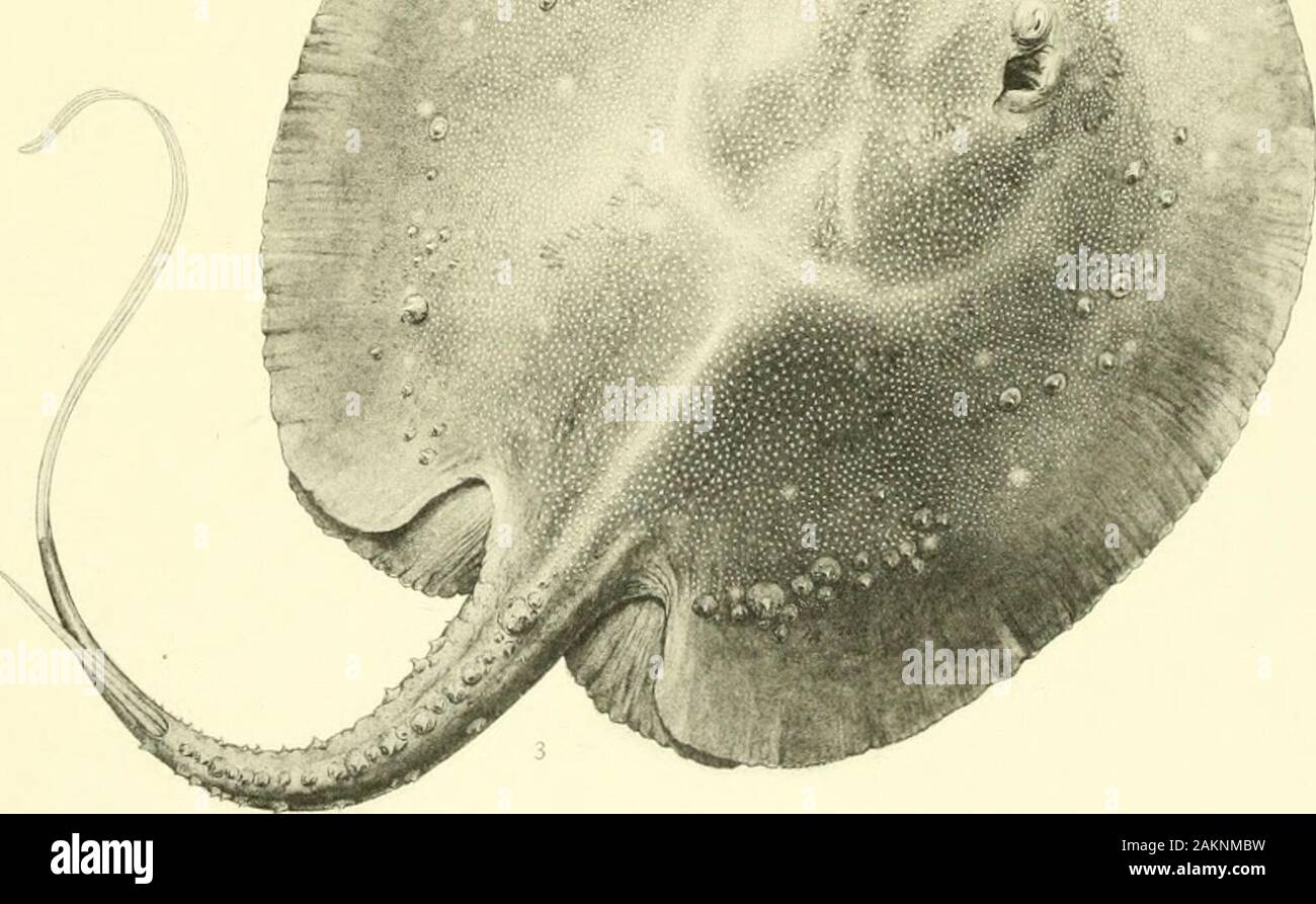 Memorie del museo di Zoölogy comparativa, a Harvard College di Cambridge, massa . E. N. Fischer, oel. HELIOTyPE CO. La piastra 32. La piastra 32. DASYBATIDAE. Fig. 1-2. DASYB.4.TOS LATos (pagina 383). Fig. 3-4. Dasybatus longtjs (pagina 390). Fig. 5-6.Dasybatus brevis (pagina 396). 1. Vista dorsale di un provino 51 pollici di lunghezza. M. C. Z. 129. 2. La Bocca e il naso. 3. Vista dorsale di un campione 39j pollici di lunghezza. M. C. Z. 126. 4. La Bocca e il naso. 5. Vista dorsale di un campione 30-J pollici di lunghezza. M. C. Z. 371. 6. La Bocca e il naso. Mem. Mus. Comp. Zool., Vol. 36. Plagiostomes. La piastra 32. Foto Stock