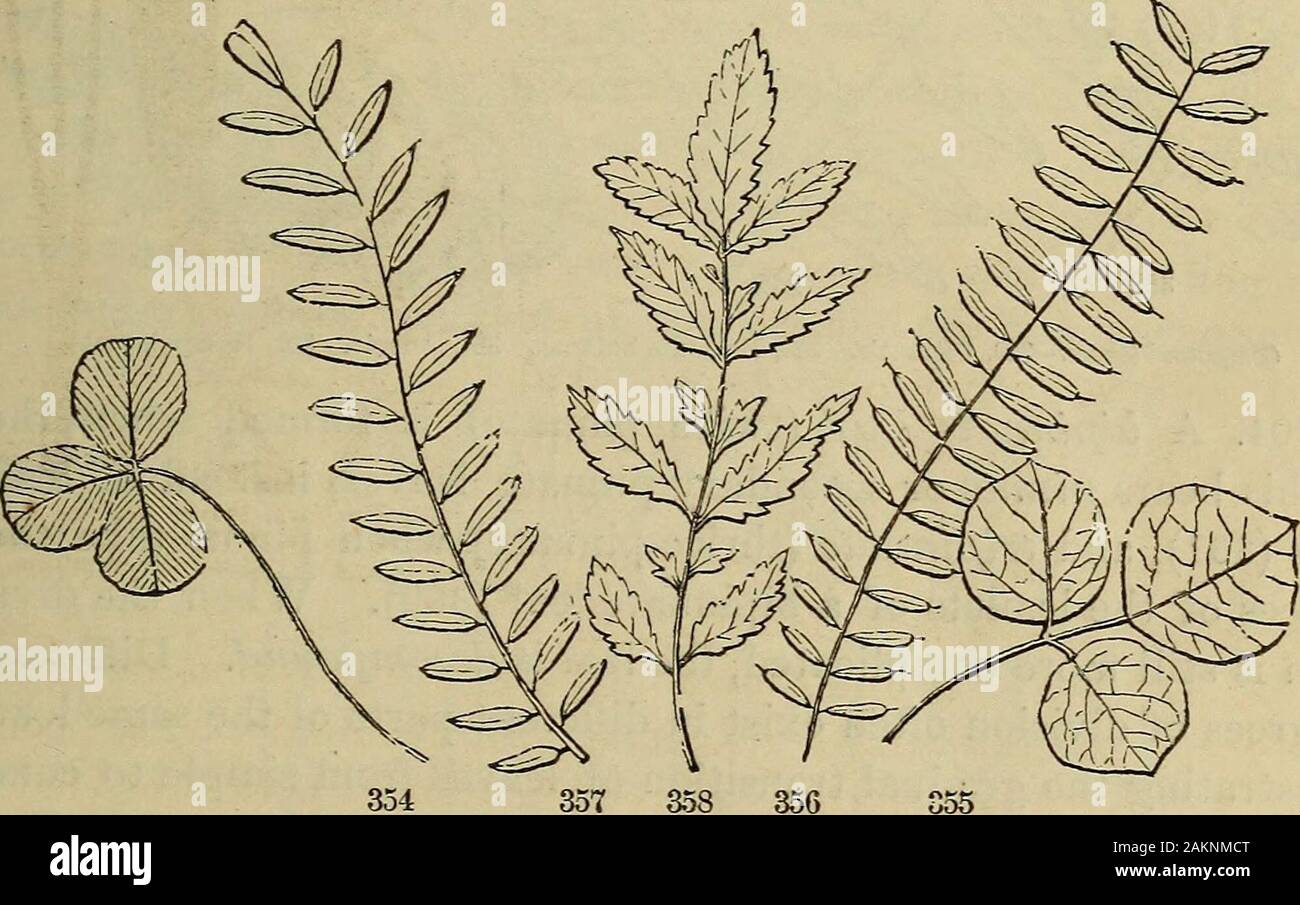 Il botanico americano e fiorista; comprendente lezioni nella struttura, la vita e la crescita di piante; insieme con una semplice flora analitica, descrittivo dei nativi e coltivate piante che crescono nella divisione atlantica dell'unione americana . Whatis pinnately-parted ?-Sinuate ? 295. Quali forme può a palmi-foglia venato prendere ? Definereniform-Peltate. Osservare (fig. 317-350) che è palmately schisi-Parted-lobate. De-ammenda pedate. 297. Che cosa è remarl?ed del parallelo-venato lascia? Esempi di thelinear-Ensiform-Accrose-Flabelliform-Subulate. La foglia COMPOUKD. 101 CAPITOLO XXII. Il COMPOUIS^D LE Foto Stock