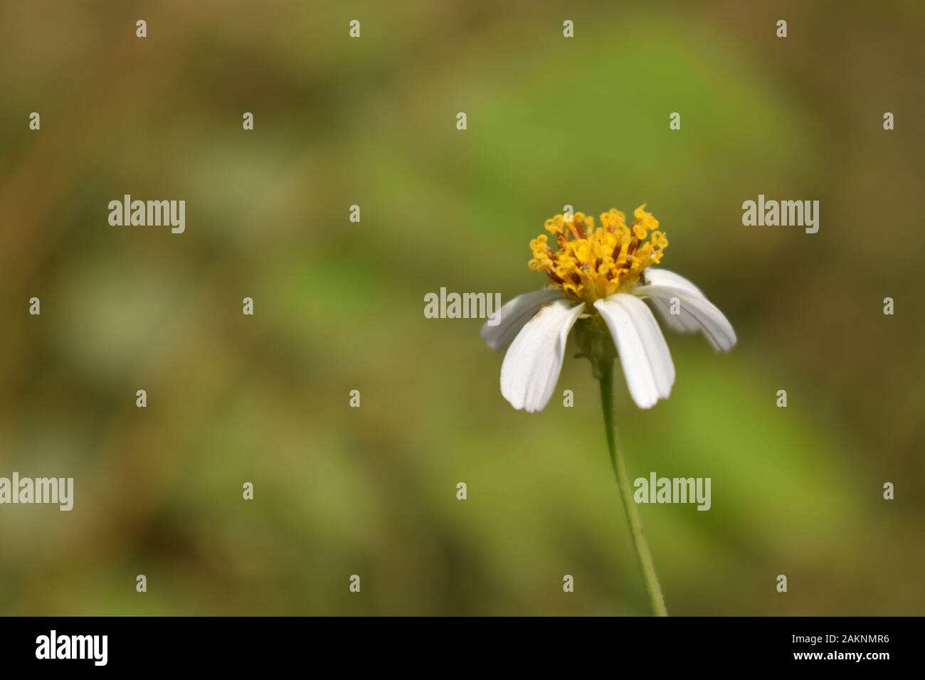 Un fiore coatbuttons in natura con sfondo bokeh di fondo. Surakarta, Indonesia. Foto Stock