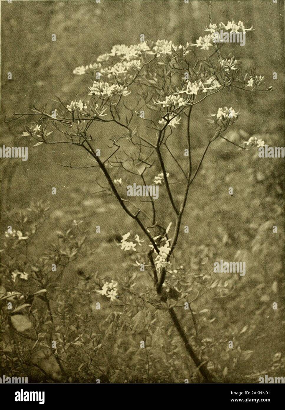 Dell'enciclopedia di American orticoltura comprendente suggerimenti per la coltivazione di piante orticole, descrizioni delle specie di frutta e ortaggi, fiori e piante ornamentali vendute negli Stati Uniti e in Canada, insieme geografico e biografie, e una sinossi del regno vegetale . inMarch, in modo che i germogli saranno ben sviluppato da prua molto caldo di imposta a. Il suolo utilizzato in tegami theseed dovrebbe essere molto leggero e sabbiosa, il surfaceshould essere reso liscio,e i semi poi premuto lightlyinto terreno, dopo che un rivestimento leggero di sabbia devonoessere dato Foto Stock