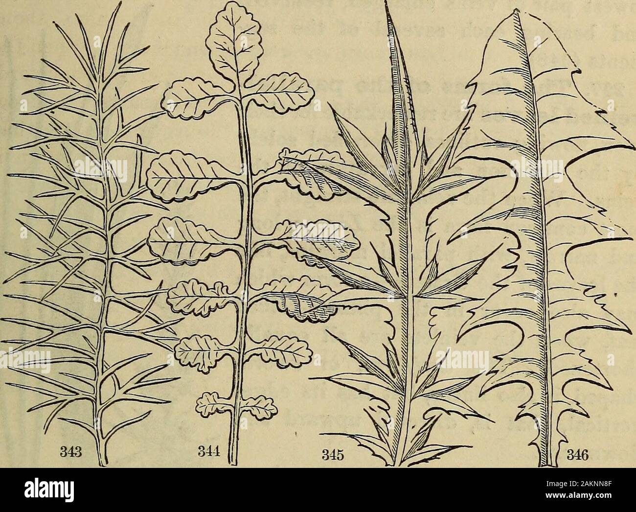 Il botanico americano e fiorista; comprendente lezioni nella struttura, la vita e la crescita di piante; insieme con una semplice flora analitica, descrittivo dei nativi e coltivate piante che crescono nella divisione atlantica dell'unione americana . 294. Pinnately parted implica che le incisioni sono deeperthan pinnatifid, raggiungendo quasi la metà di vena. In entrambi i casi theleaf è detto di essere si7iuate quando le incisioni (seni) nonchèla segmenti sono arrotondati e fluente nel profilo. Tali segmentsare i lobi e le foglie lohate o lobata, un termine generico. 295. Palmate forme. Il palmate venati Foto Stock