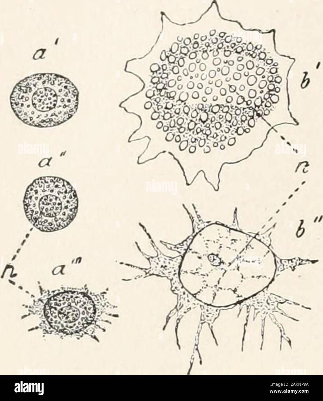Principi generali di zoologia . larly thefluid e organizzato costituenti. Il sangue fluido-orblood-plasma è, a prescindere da costituenti inorganici speciallyrich in protidi; dopo la rimozione del sangue dal theblood-navi di una parte di questi distinti da andform coagulazione del sangue-coagulo costituito da fibrina, lasciando un fluido poorin protidi, il sangue-siero. Il organizzati costituenti, io6 PRINCIPI GENERALI DI ZOOLOGIA. le cellule del sangue, sono distinti come il bianco e il rosso sangue-globuli. Quest'ultima, theleucocytes, presenti in piccole-er i numeri e hanno greatsimilarity alle amebe foundi Foto Stock