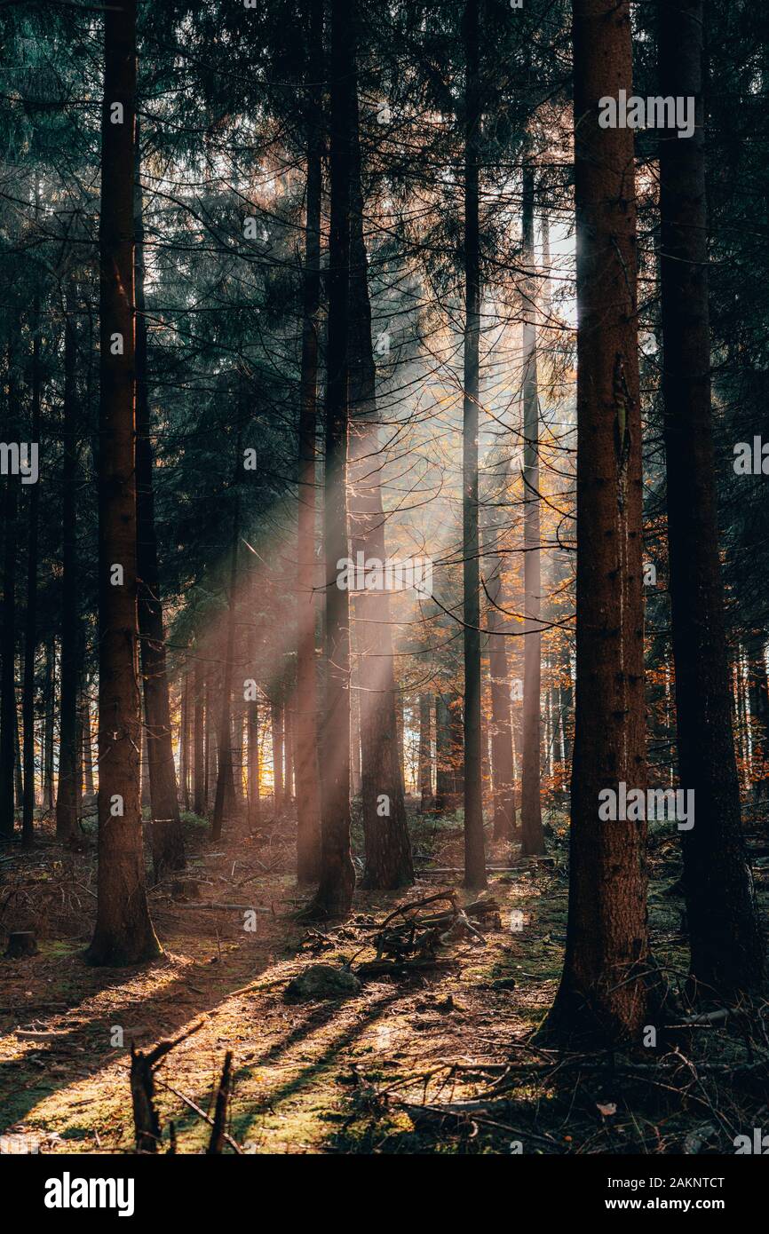 Autunno dorato di mattina la luce del sole splende attraverso foreste profonde in Luneberg Heide bosco in Germania Foto Stock