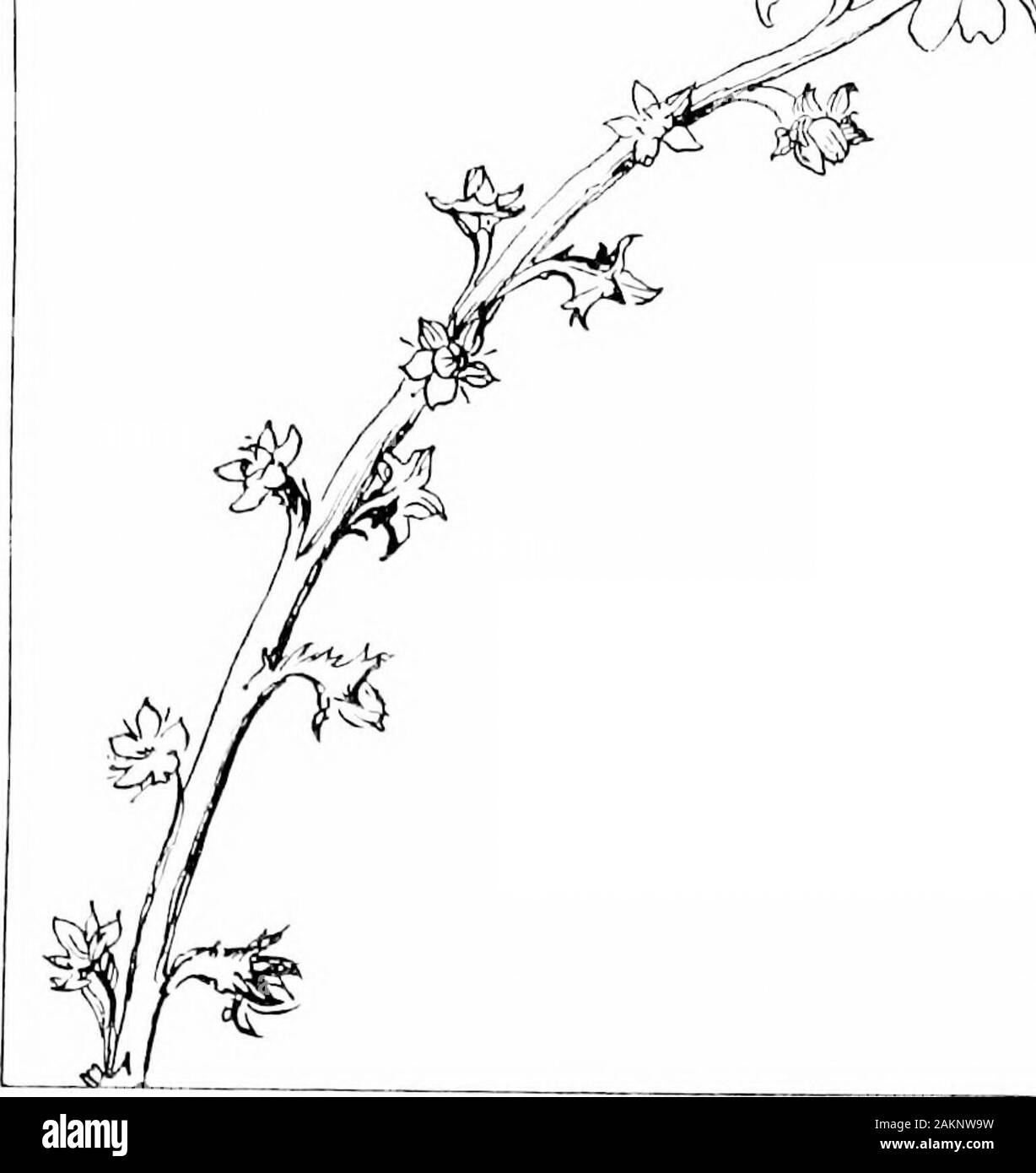 Le opere di John Ruskin . bella,da cui questo disegno è stato copiato, contiene i disegni earliestbotanical so, di accuratezza approssimativa. All, tuttavia, come tutti i precedenti lavori, semplicemente suggestivo del carattere generale della pianta, e sono molto fantasioso 1 [dal catalogo di esempi, No. 33 b.] 2 (il fiore di agrimony era inciso per Ruskin dal sig. Allen (piastra XXXVI. qui).] 3 [l'originale è un acqua-disegno a colori su pergamena (nell'Museumat Albertina di Vienna). La nota viene dal catalogo di esempi, No. 32 (vedere sopra, p. 66).Ruskin si riferisce a questo esempio in lezioni su Foto Stock