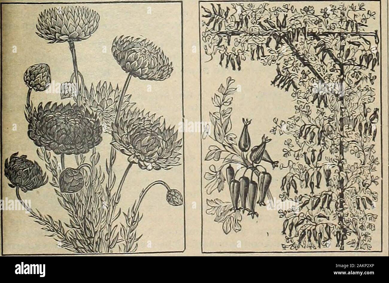 Il seme del Maule prenota : 1917 . ABUTILON, migliori ibridi. Achillea, La Perla. 892 MIGLIORI HYBRIUS. Piuttosto, depressione, fiori a forma di campanella,su esili, filo-come steli. I colori sono il bianco, limone, rose, scarlet:crimson, giallo, rosso, ecc. in una miscela. Alcuni tipi sono grandi e flar-ing, zigrinato altri come crepe o luminoso come il raso, e alcuni in modo pieno asto essere quasi il doppio. Su alcune piante ci sembrano essere più blossomstliau foglie. PacUet, 10 centesimi. ACHILLEA (achillea millefoglie o)ardito perenne 896 La Perla. Cresce di 2 piedi alto, cuscinetto doppio fiori bianchi." facilmente cresciute da seme blooming t Foto Stock