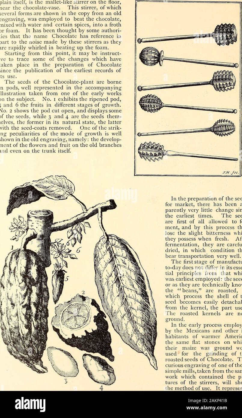 Il secolo illustrato rivista mensile . ter e alcune spezie, in una schiuma frothor. Esso è stato pensato da alcuni compet-legami che il nome di cioccolato è riferimento parziale al rumore emesso da tali agitatori come all whirled rapidamente in battuta la schiuma. A partire da questo punto, si può istruire-ive a tracciare alcune delle modifiche che havetaken posto nella preparazione di Chocolatesince la pubblicazione del primo record ofits utilizzare. I semi del cioccolato-impianto sono bornein baccelli, ben rappresentata nel accompanyingillustration prese da uno dei primi workson l'oggetto. N. Foto Stock