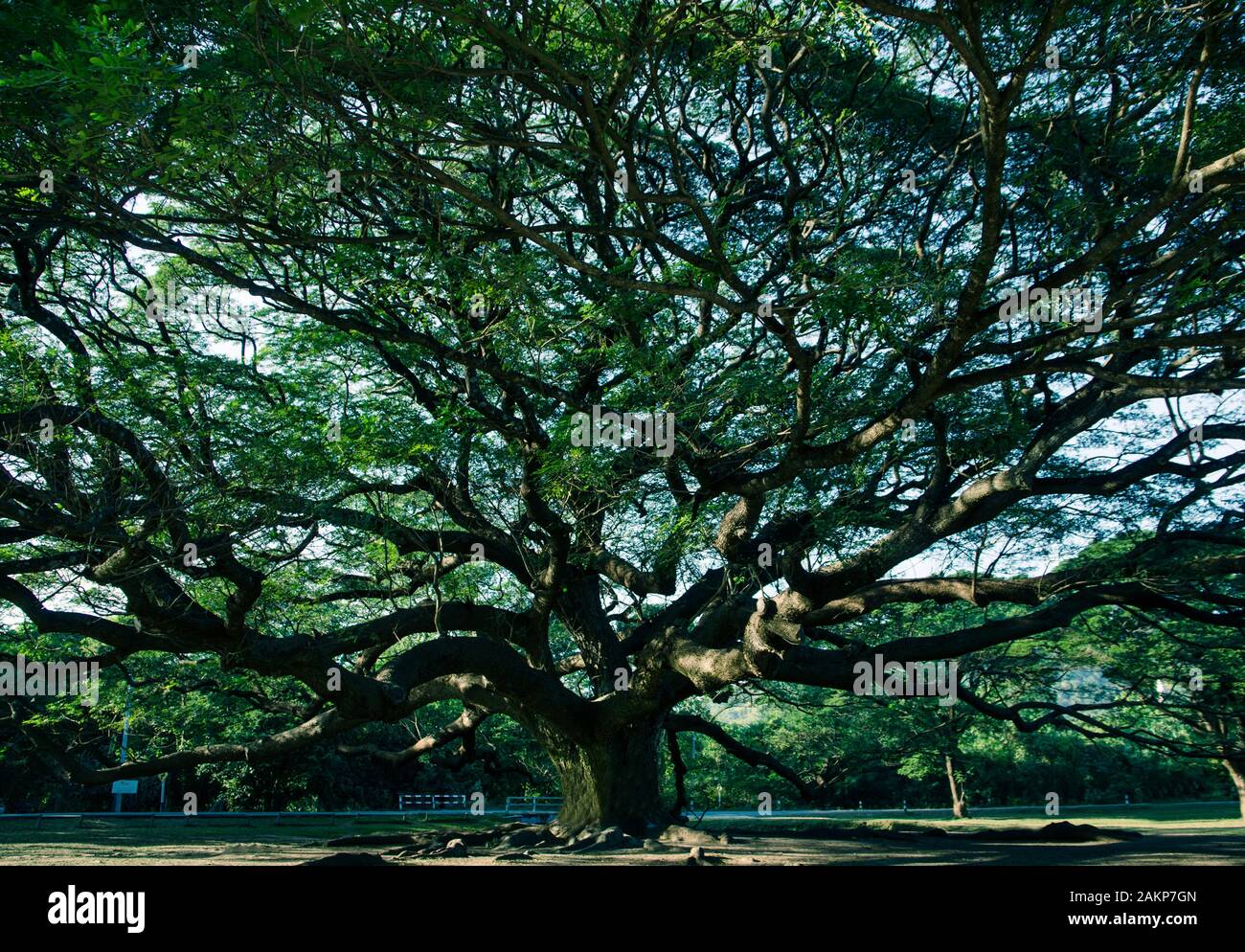 Famoso albero di pioggia con luce scura a Kanchanaburi, Thailandia Foto Stock
