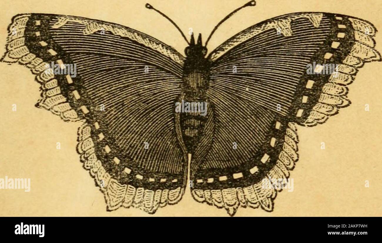 Semina e raccolta : racconti . -S-/^. ^xan^xmantci BOSTON: Crosby, Nichols, e società, 117 Washington Street.18 5 9. Iscritti secondo atto del Congresso, nell'anno 1858, da Crosby, Nichols, e società, in tlie Cancellieri ufficio del tribunale distrettuale del distretto del Massachusetts stampati da:. RAX u Si, AVKEY. CAMBRIDGE: ELECTROTTPED E STAMPATI Bi Metcalf e società. La dedizione, cari Arthue : - Io sono sicuro che potrete godere di questi beautifultales che sono giunti a noi attraverso il wideocean. Sebbene scritto per bambini parlare una lingua diversa dalla vostra, essi ad-vestire il cuore universale un Foto Stock