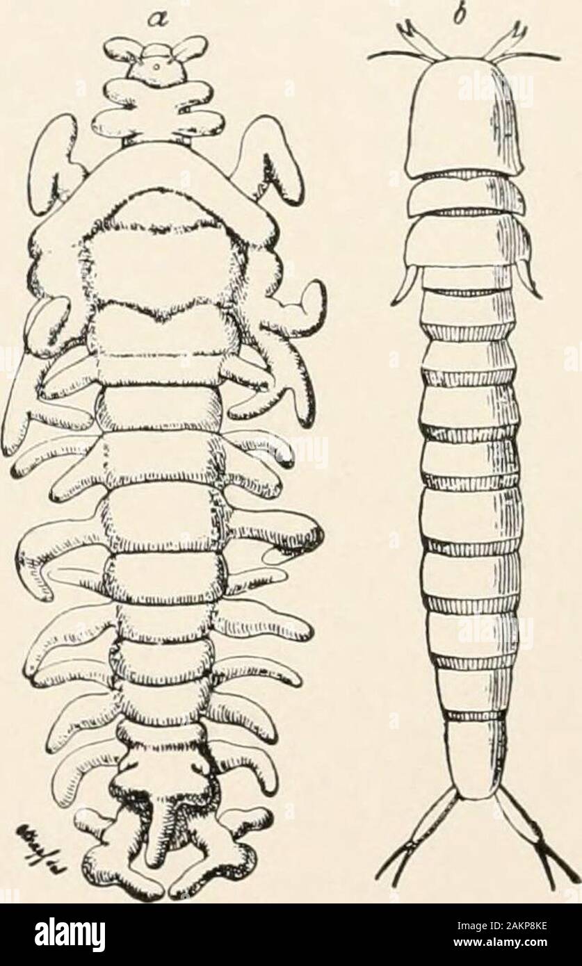 Principi generali di zoologia . Per thelatter. L uomo nella sua embryologicaldevelopment passa attraverso lo stadio thefish, la rana i perenni-branchiate stadio, il crabfirst parassita il nauplius- e poi thecyclops-stadio, perché loro un-cestors una volta erano simili a pesci, peren-nibranchiate-simili, nauplius- e•ciclope-simili. Qui viene espresso generali di fenomeno che Haeckel ha dichiarato in una generalproposition sotto il nome della legge fondamentale ofBiogenesis. La storia evolutiva (ontogenesi) di un singolo animale riassume brevemente la storia del therace (phylogeny); cioè il più importante sta Foto Stock