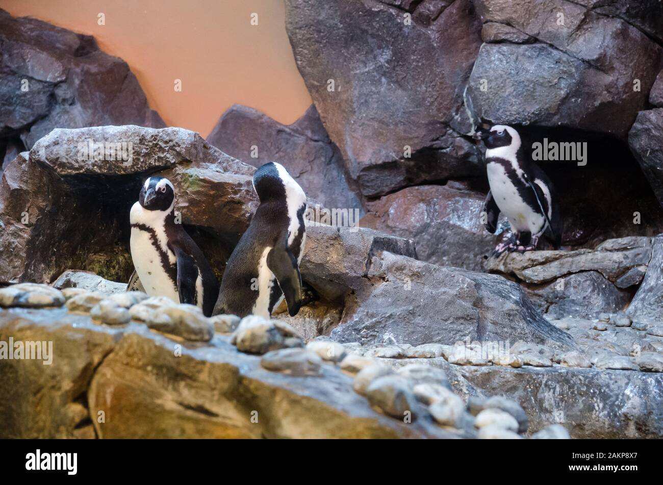 pinguino con ambiente di pietra in zoo Foto Stock