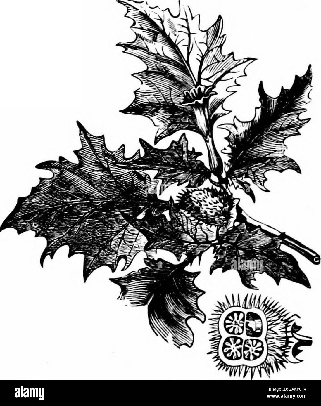 Incidenti ed emergenze; un manuale del trattamento degli strumenti chirurgici e le emergenze mediche in assenza di un medico . Fig. 36.-Indian poke. 112 ACCroENTS E ENTERGENCIES Jamestown o Jimson Weed, Thorn-apple (Stramonium),cresce di circa tre o quattro metri di altezza, con pelle dura, raggedleaves, e un bianco o colorato fiore come un molto alto, slanciato vaso.Una caratteristica pecuUar di Jamestown erbaccia è il seme-pod, whichis verde quando i giovani e grigio-marrone quando è maturo e asciutto. Esso. Fig. 37.-Jamestown Weed-Stramonium. è molto ruvida e spinosa al di fuori e contiene semi che sono softand bianco quando i giovani, un Foto Stock
