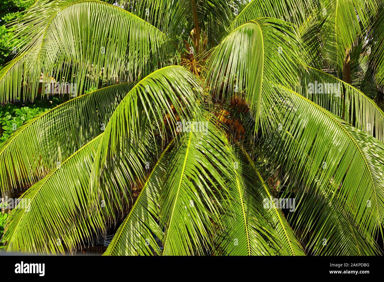 Palma da cocco foglie di un albero verde naturale dello sfondo. Foto Stock