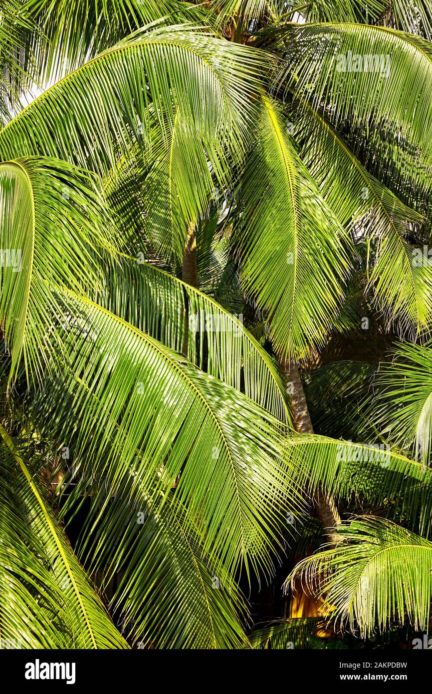 Palma da cocco foglie di un albero verde naturale dello sfondo. Foto Stock