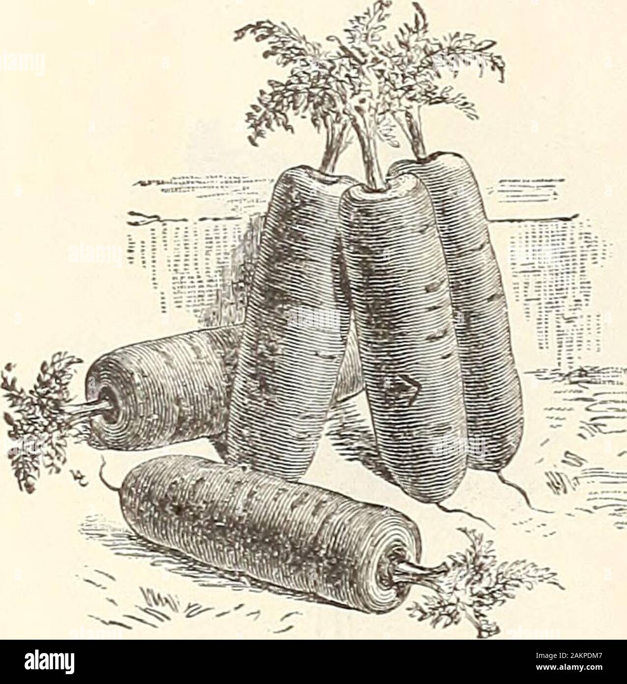 Catalogo all'ingrosso di sementi, attrezzi, fertilizzanti, insetticidi per giardinieri di mercato e i camionisti : la primavera 1905 Edition . Ufficioso CAVOLO VERZA.. HALP lungo moncone Scarlatto-radicata la carota. Foto Stock