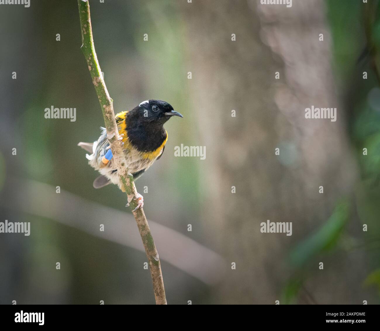 Maschio (stitchbird Notiomystis cincta) , conosciuto anche con il nome Maori Hihi, su Tiritiri Matangi Island Foto Stock