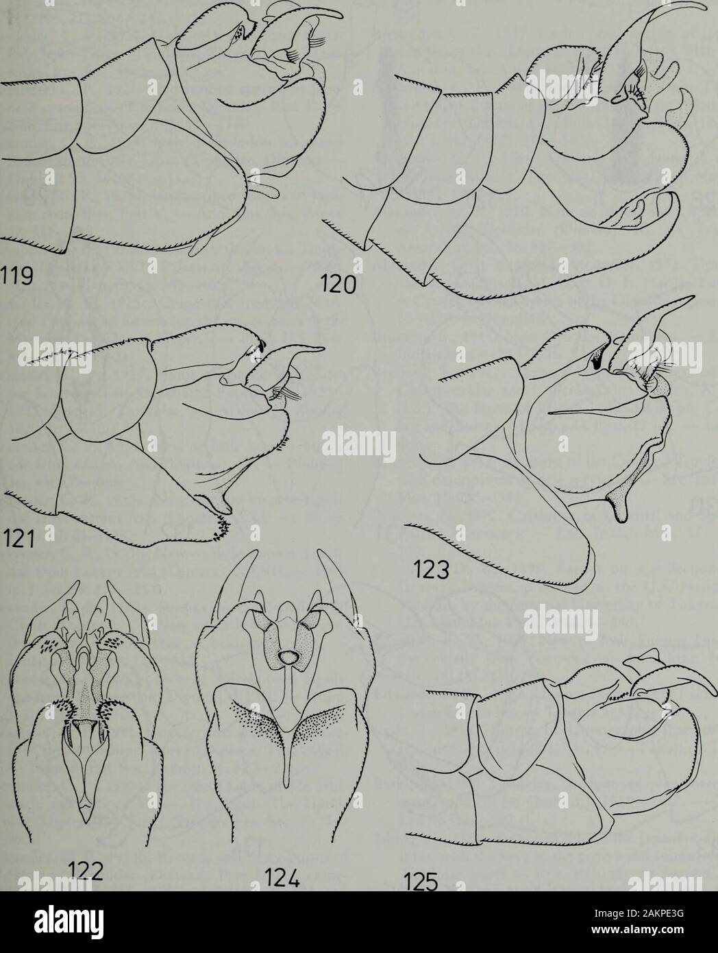 Tijdschrift voor entomologie . Honshu); peri-od Ol volo: metà-Mav fino a settembre earlv(Tangelder, 1984: 59-61, figg. 126, 136, 161-169, mappa 5 . Nephrotoma cirrata Tan^sambuco. 19S4(fig. 133) sono endemiche in Giappone (Hokkaido i; registrati fromJune 25 26 e il 6 luglio e 12 (Tangelder, 1984:61-63, figg. 170, 172-181, mappa 6). Nephrotoma gaganboi Tançelder, 1984(flg. 134) sono endemiche in Giappone (Honshu); registrati fromJune 30 onlv (Tangelder. 19S4: 63, 64, fig.182-189, mappa 6). Nephrotoma microcera Alexander, 1921(fig. 125) noto in Giappone (Hokkaido, Honshu) andSouth Corea (18 mi NE Seoul); periodo di tlight:mid-M Foto Stock