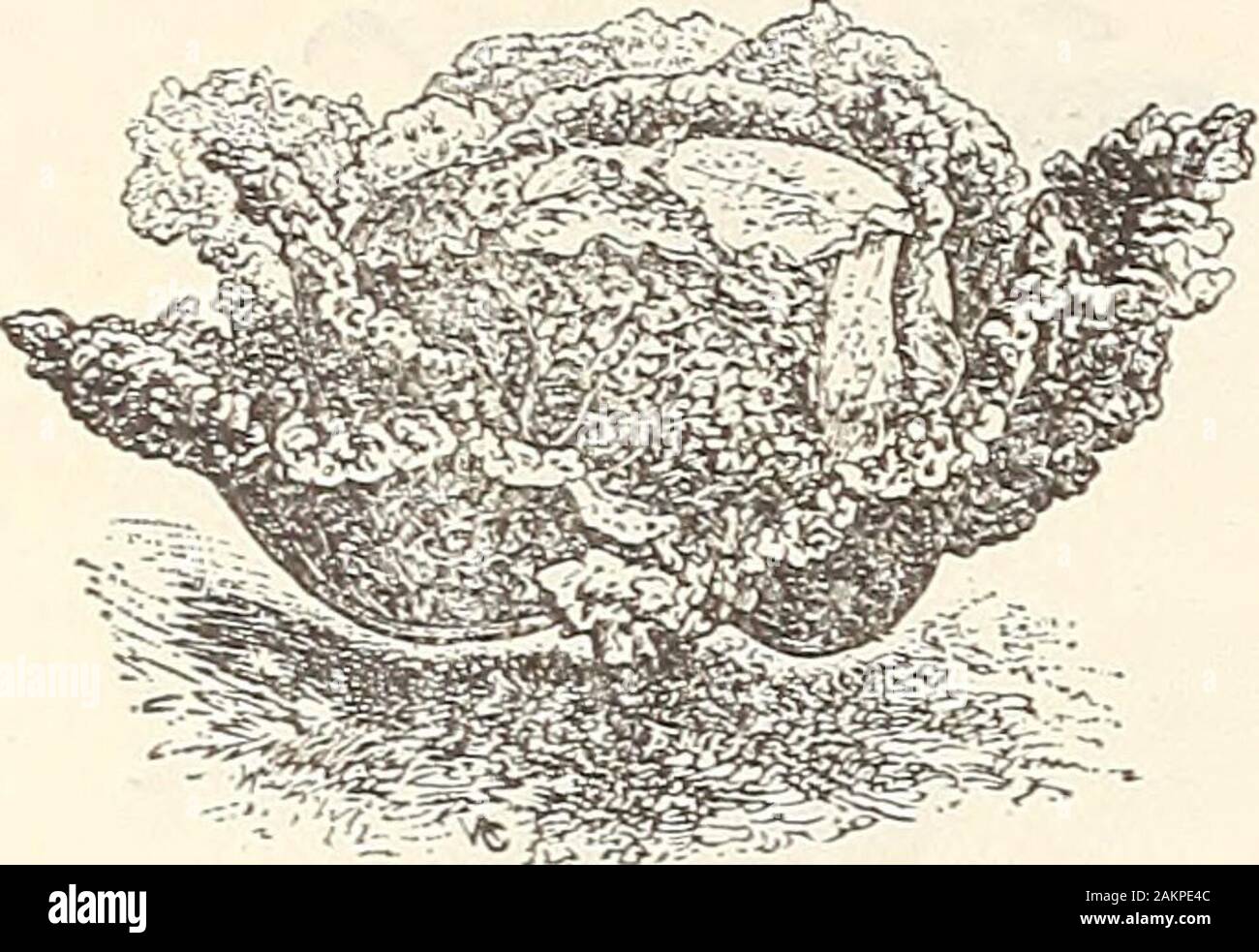 Catalogo all'ingrosso di sementi, attrezzi, fertilizzanti, insetticidi per giardinieri di mercato e i camionisti : la primavera 1905 Edition . Autunno re cavolo. Leuarf.Netew migliori metodi di coltura di cavolo per INIZIO E FINE compresi svernamento,Lotta contro worm di cavolo, ecc., gratuito per i clienti se richiesto. 36 PETER HENDERSON & Co., New York.-catalogo all'ingrosso. Ufficioso cavolo verza. Foto Stock
