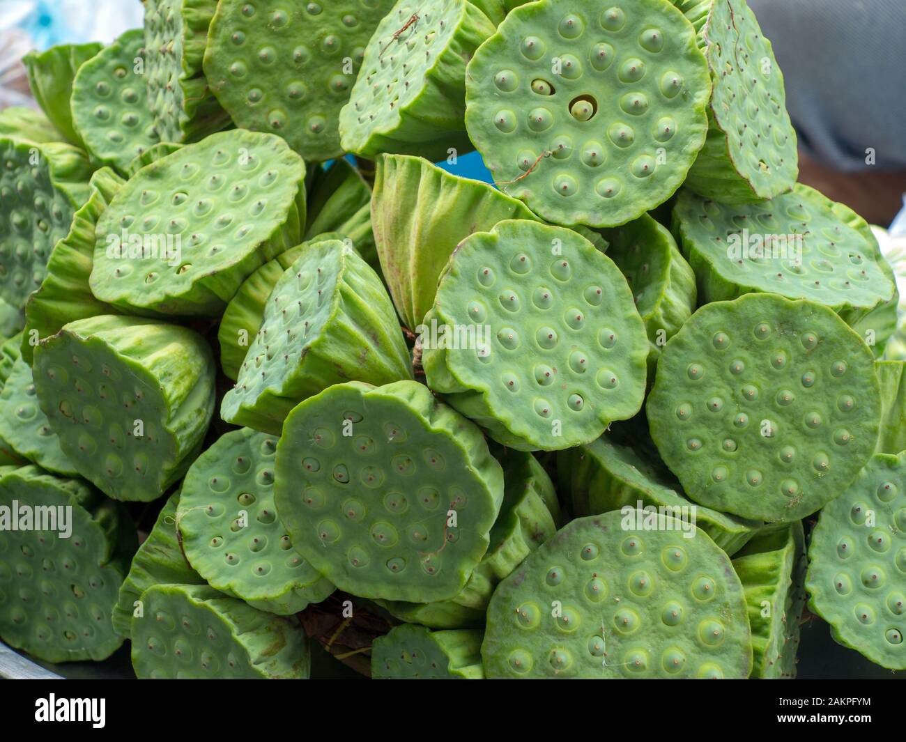 Molti dei verdi lotus Foto Stock
