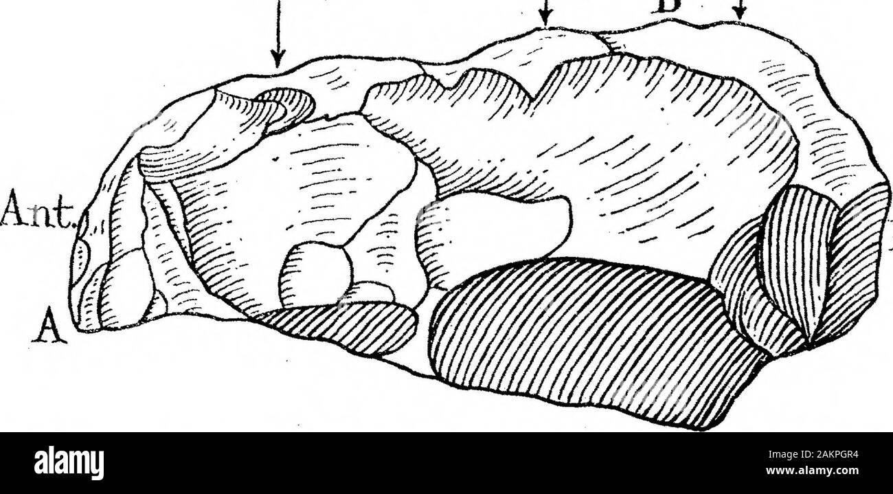 La transizione dalla selce Rostro-Carinate implementa la Tongue-Shaped implementa di River-Terrace ghiaie . Fost. Fig. 4.-sinistra faccia laterale di Norwich provino. (Alquanto ridotto in dimensioni.) periodo in poi la larghezza del piano ventrale subisce una riduzione marcata. Il rostro Post-Crag-carinates, infatti, mostrano una crescente tendenza a essere compressedfrom da lato a lato. In mezzo la ghiaia glaciale di Suffolk, un deposito più tardi in agethan Red roccioso, una serie di rostro-carinates ha constatato che mostra caratteristiche clearlythe sopra descritto. Un disegno schematico di uno deis Foto Stock