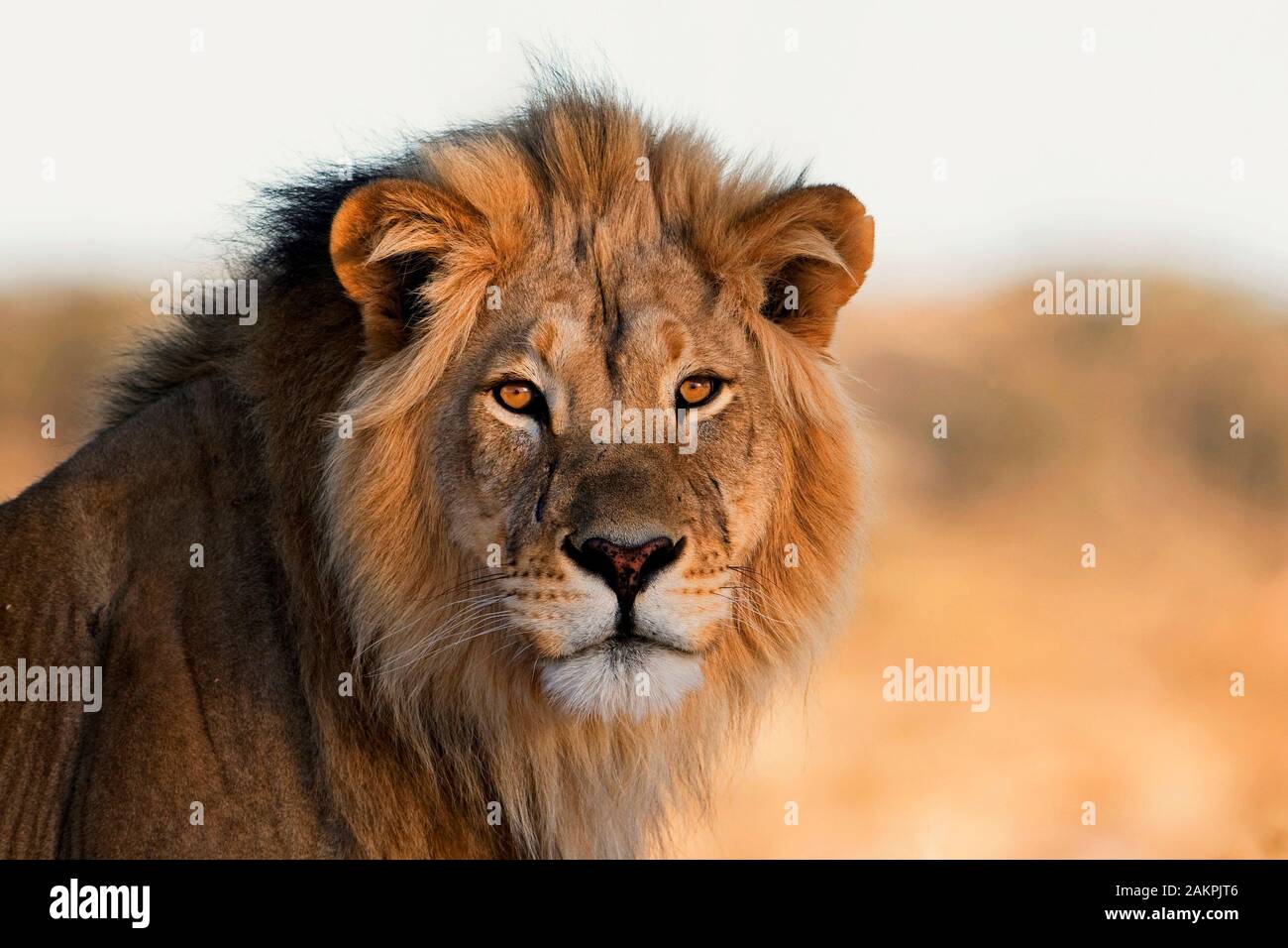 Maschio Ritratto di Lion Foto Stock