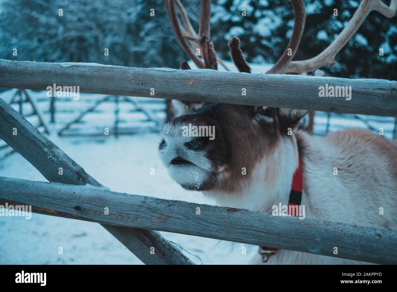 Bellissima la renna in un piccolo recinto nel parco etnico nomade, Regione di Mosca, Russia. Molto bella presenza di neve e freddo inverno Foto Stock