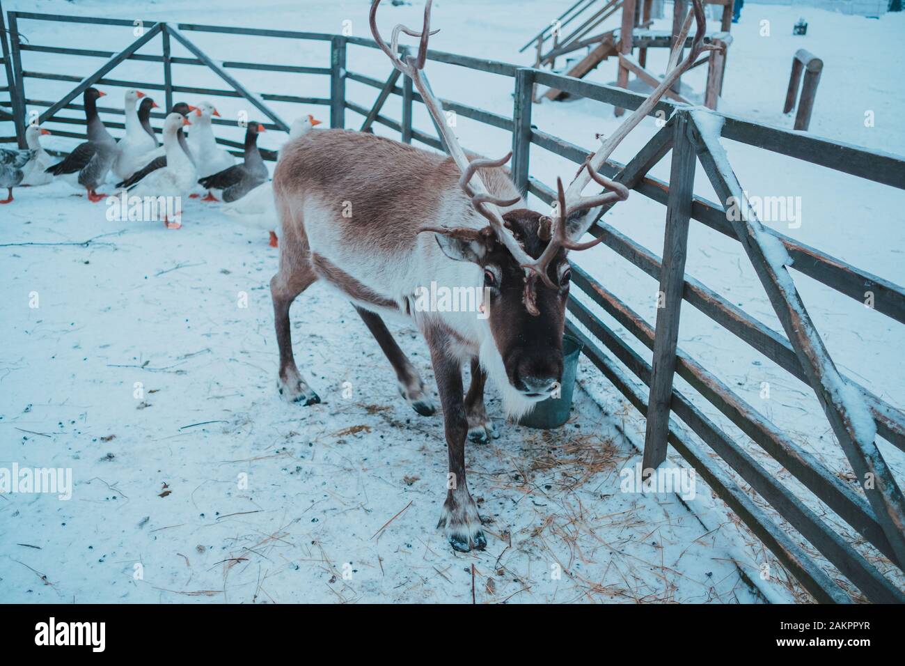 Bellissima la renna in un piccolo recinto nel parco etnico nomade, Regione di Mosca, Russia. Molto bella presenza di neve e freddo inverno Foto Stock