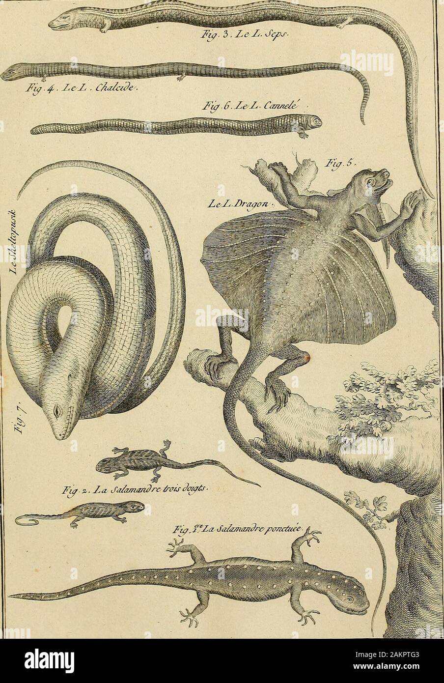 Tableau encyclopédique et méthodique des Trois règnes de la nature : dédié et présenté un MNecker, ministre d'État, & Directeur général des Finances . HISTOIRE T"JATURELLE. BéTUzrdDcrezxl ? J2. n, i2. .. HISTOIRE HATURJBLLE. B f/ua-d J&GT;V£.rit • Boston Public Library 3 9999 429 04687 1 Foto Stock